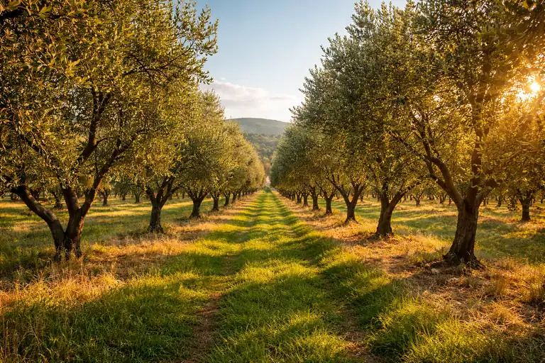 Olive plantation rows